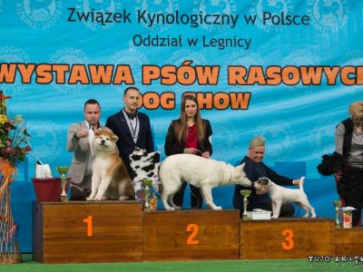 Wystawy 2017  Dog shows 2017